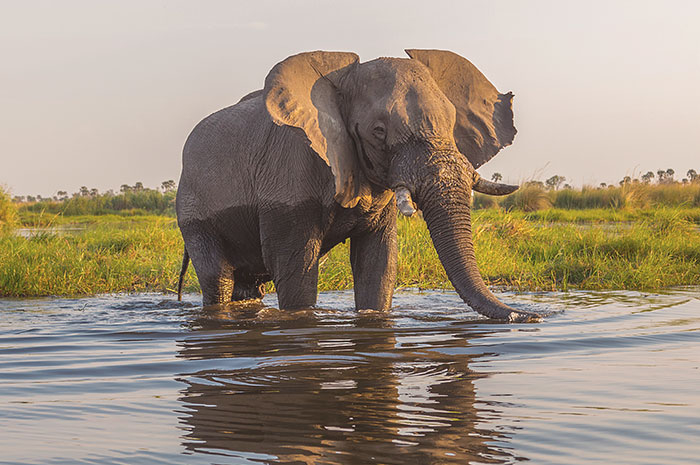 Botswana - Delta do Okavango & Reserva Moremi
