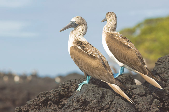 Equador - Quito e Galápagos - Tarifa especial para o 2º passageiro 