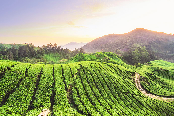 Extensão Cameron Highlands