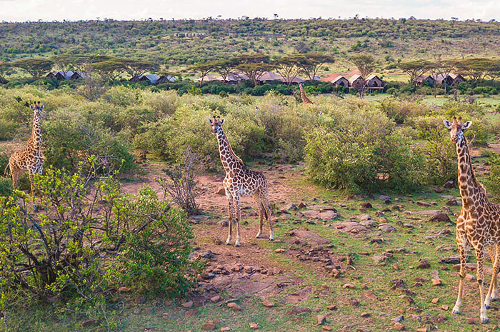 Quênia em Alto Estilo by Great Plains Conservation