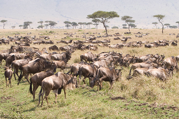 Sky Safari na Tanzânia - Promocional  - Desconto de 50% para o 2º passageiro *