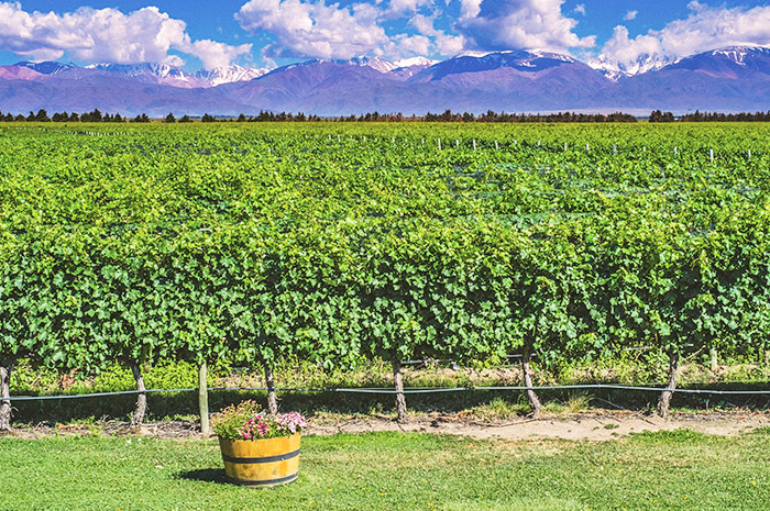 Mendoza - Primavera Verão