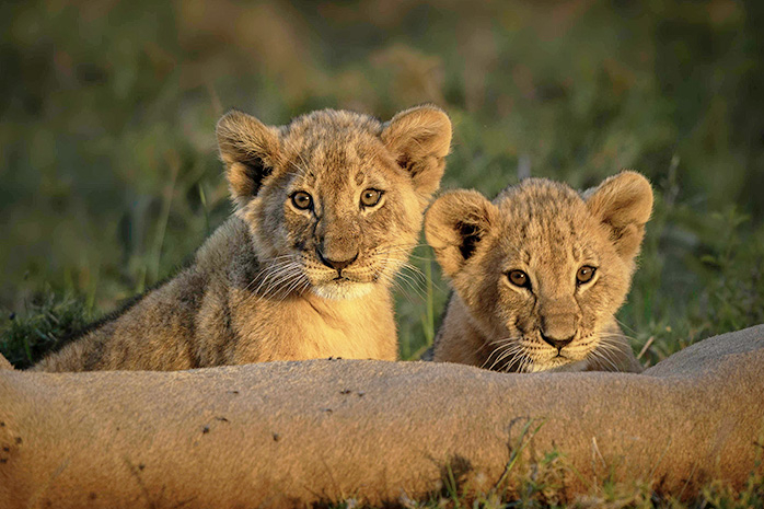 Quênia by Porini Camps Game Reserve com Guia em Espanhol