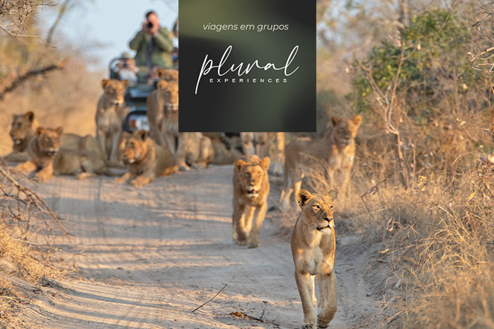 PLURAL - Africa do Sul: Do veld ao vinho | Out 26