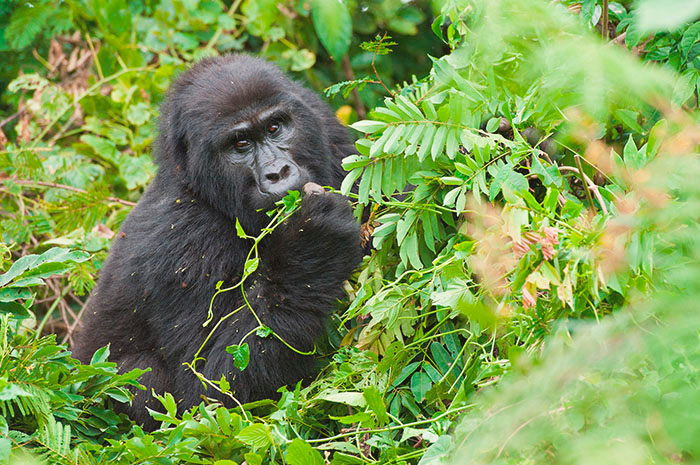 Gorilas em Uganda