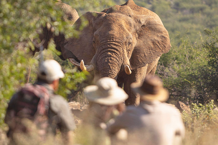 Madikwe Game Reserve & Cape Town