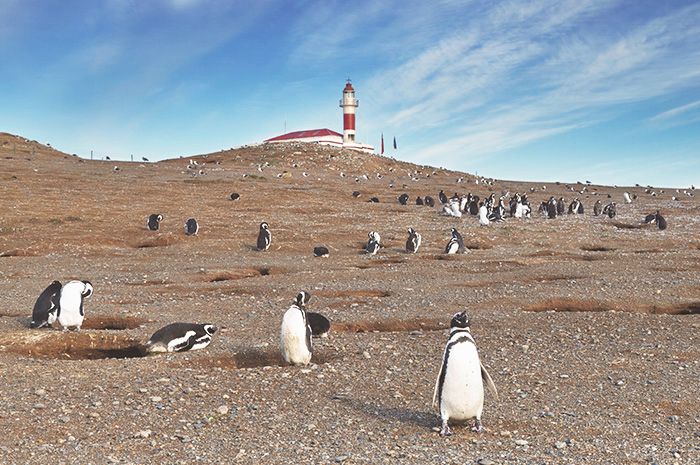 Patagônia Chilena – Baleias, Pinguins e Tesouros Naturais