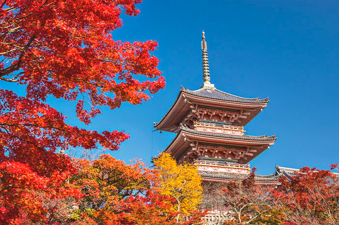 SENTIDOS - Japão - Folhagens de Outono - Outubro 2023