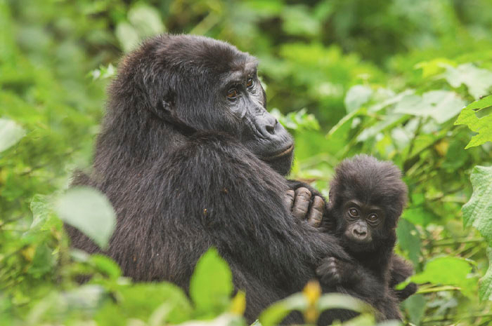 Gorilas em Ruanda
