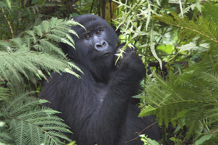 Ruanda Primeiras Impressões