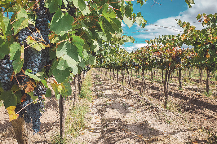 Mendoza - Hospedagens e experiências em Vinícolas com 30% OFF