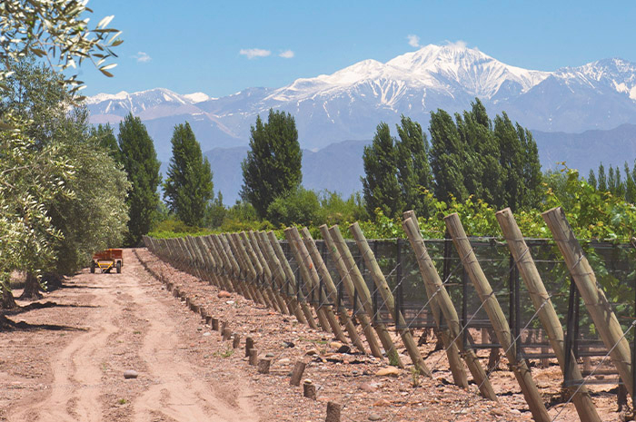 Especial Vendimia em Mendoza