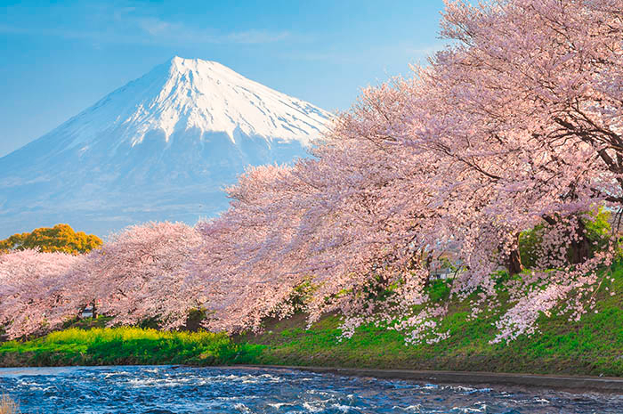 SENTIDOS - Japão: Cerejeiras, Pérolas, Modernidade e História - Março 2023