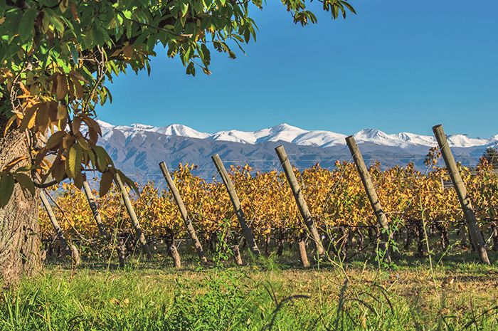 Mendoza e Salta - Vinhos Argentinos